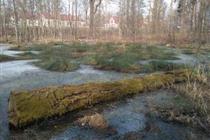 Feuchtgebiet im Park in Bad Oppelsdorf (Opolno-Zdrój) (31 kB)