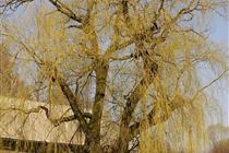 Willow tree in Václavice (318 kB)