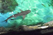 SeaLife  Centre krmení žraloků (41 kB)